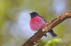 Pink Robin